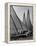 Log Canoe Sailboats Racing on the Chesapeake Bay-null-Framed Premier Image Canvas