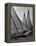 Log Canoe Sailboats Racing on the Chesapeake Bay-null-Framed Premier Image Canvas