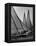 Log Canoe Sailboats Racing on the Chesapeake Bay-null-Framed Premier Image Canvas