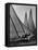 Log Canoe Sailboats Racing on the Chesapeake Bay-null-Framed Premier Image Canvas