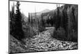 Photographic Print