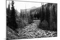Photographic Print