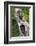 Log, Raccoons, Procyon Lotor, Portrait, Animal-Portrait-Ronald Wittek-Framed Photographic Print