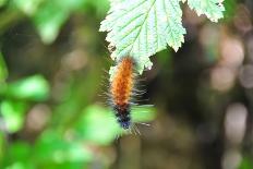 Caterpillar on Leaf I-Logan Thomas-Photographic Print