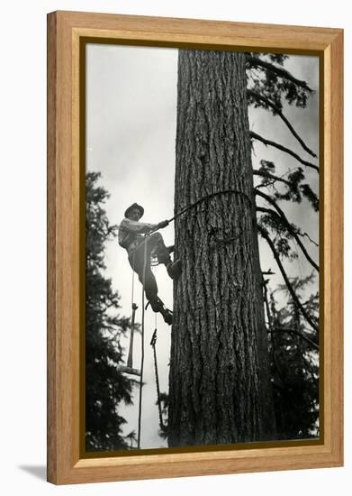 Logger Climbing Tree, ca. 1947-K.S. Brown-Framed Premier Image Canvas