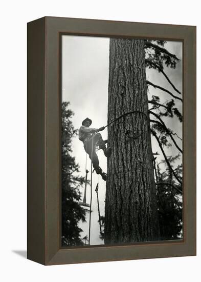 Logger Climbing Tree, ca. 1947-K.S. Brown-Framed Premier Image Canvas