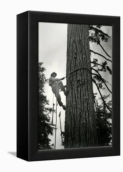 Logger Climbing Tree, ca. 1947-K.S. Brown-Framed Premier Image Canvas