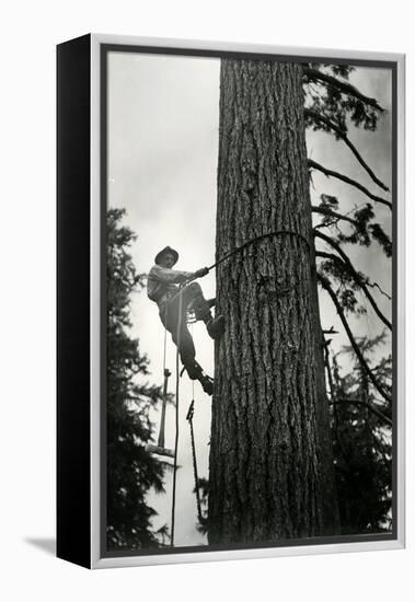 Logger Climbing Tree, ca. 1947-K.S. Brown-Framed Premier Image Canvas