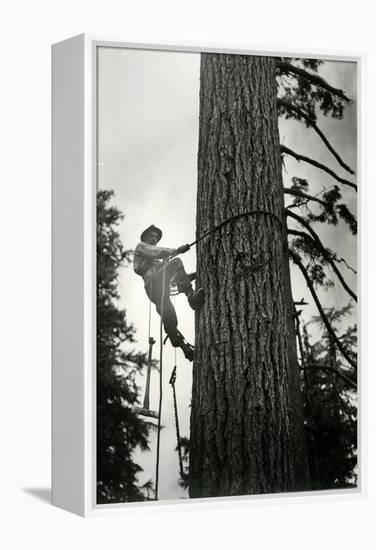 Logger Climbing Tree, ca. 1947-K.S. Brown-Framed Premier Image Canvas