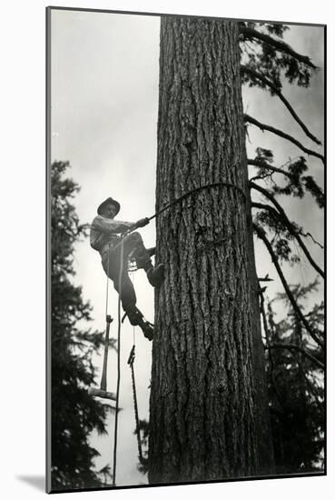 Logger Climbing Tree, ca. 1947-K.S. Brown-Mounted Giclee Print