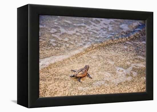 Loggerhead's First Launch-Mary Lou Johnson-Framed Stretched Canvas