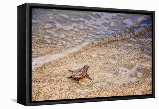 Loggerhead's First Launch-Mary Lou Johnson-Framed Stretched Canvas