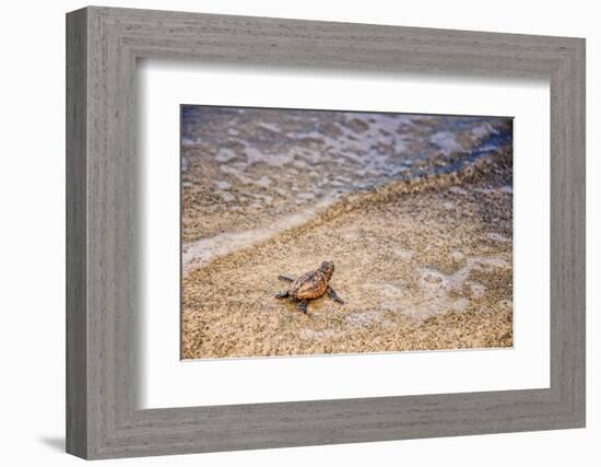 Loggerhead's First Launch-Mary Lou Johnson-Framed Photo