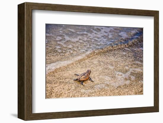 Loggerhead's First Launch-Mary Lou Johnson-Framed Photo