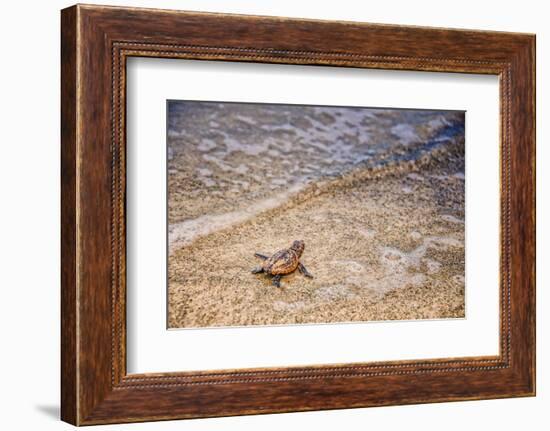 Loggerhead's First Launch-Mary Lou Johnson-Framed Photo