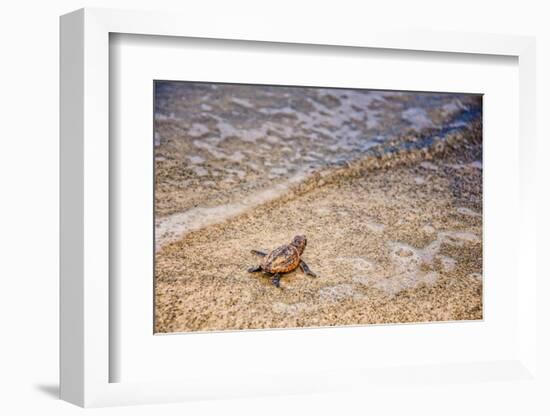 Loggerhead's First Launch-Mary Lou Johnson-Framed Photo