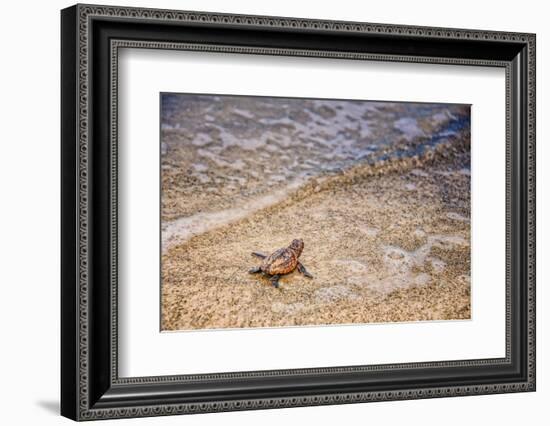 Loggerhead's First Launch-Mary Lou Johnson-Framed Photo