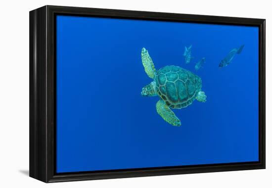 Loggerhead sea turtle accompanied by Imperial blackfish-Franco Banfi-Framed Premier Image Canvas