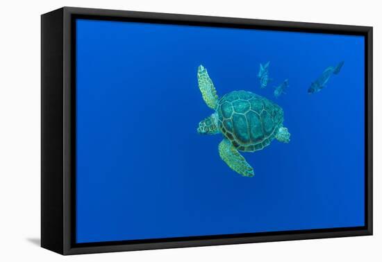 Loggerhead sea turtle accompanied by Imperial blackfish-Franco Banfi-Framed Premier Image Canvas