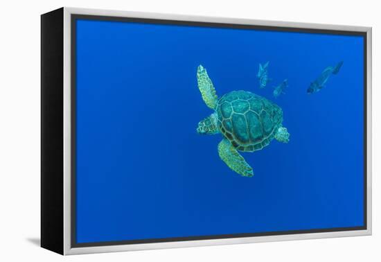 Loggerhead sea turtle accompanied by Imperial blackfish-Franco Banfi-Framed Premier Image Canvas