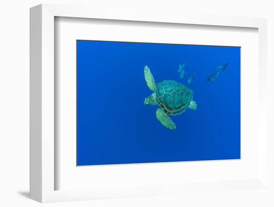 Loggerhead sea turtle accompanied by Imperial blackfish-Franco Banfi-Framed Photographic Print