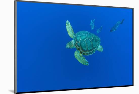 Loggerhead sea turtle accompanied by Imperial blackfish-Franco Banfi-Mounted Photographic Print