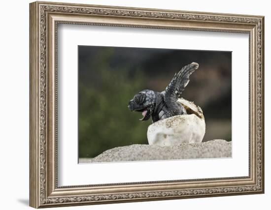 Loggerhead Sea Turtle (Caretta Caretta) Emerging From Shell, Dalyan Delta, Turkey, July-Zankl-Framed Photographic Print