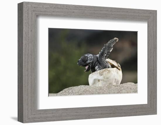 Loggerhead Sea Turtle (Caretta Caretta) Emerging From Shell, Dalyan Delta, Turkey, July-Zankl-Framed Photographic Print