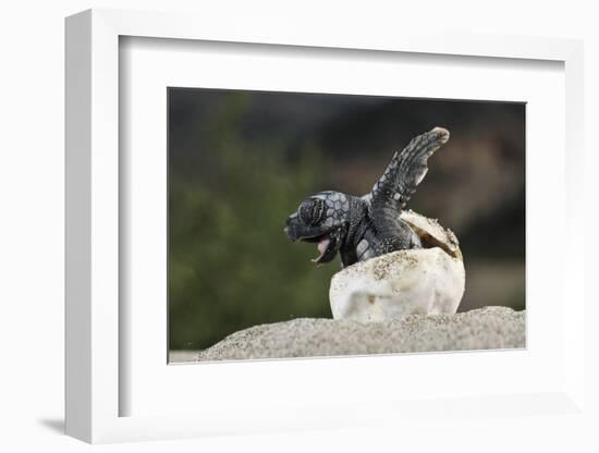 Loggerhead Sea Turtle (Caretta Caretta) Emerging From Shell, Dalyan Delta, Turkey, July-Zankl-Framed Photographic Print