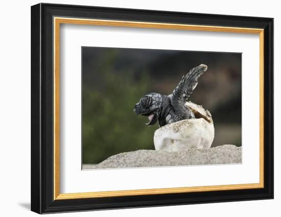 Loggerhead Sea Turtle (Caretta Caretta) Emerging From Shell, Dalyan Delta, Turkey, July-Zankl-Framed Photographic Print