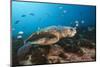 Loggerhead Sea Turtle (Caretta Caretta)-Reinhard Dirscherl-Mounted Photographic Print