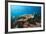 Loggerhead Sea Turtle (Caretta Caretta)-Reinhard Dirscherl-Framed Photographic Print