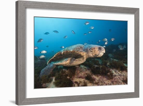 Loggerhead Sea Turtle (Caretta Caretta)-Reinhard Dirscherl-Framed Photographic Print