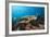 Loggerhead Sea Turtle (Caretta Caretta)-Reinhard Dirscherl-Framed Photographic Print