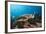 Loggerhead Sea Turtle (Caretta Caretta)-Reinhard Dirscherl-Framed Photographic Print