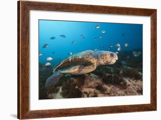 Loggerhead Sea Turtle (Caretta Caretta)-Reinhard Dirscherl-Framed Photographic Print