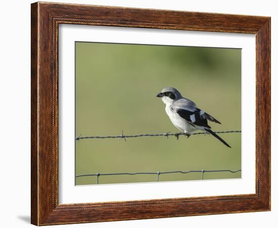 Loggerhead Shrike Adult Looking for Food,Celery Fields, Sarasota, Florida-Maresa Pryor-Framed Photographic Print