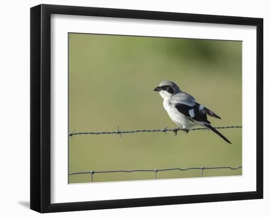 Loggerhead Shrike Adult Looking for Food,Celery Fields, Sarasota, Florida-Maresa Pryor-Framed Photographic Print