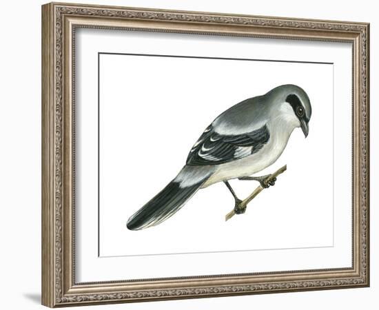 Loggerhead Shrike (Lanius Ludovicianus), Birds-Encyclopaedia Britannica-Framed Art Print