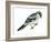 Loggerhead Shrike (Lanius Ludovicianus), Birds-Encyclopaedia Britannica-Framed Art Print