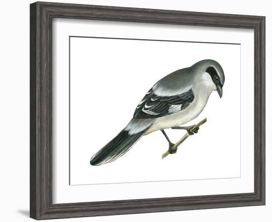 Loggerhead Shrike (Lanius Ludovicianus), Birds-Encyclopaedia Britannica-Framed Art Print