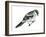 Loggerhead Shrike (Lanius Ludovicianus), Birds-Encyclopaedia Britannica-Framed Art Print