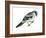 Loggerhead Shrike (Lanius Ludovicianus), Birds-Encyclopaedia Britannica-Framed Art Print