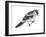 Loggerhead Shrike (Lanius Ludovicianus), Birds-Encyclopaedia Britannica-Framed Art Print