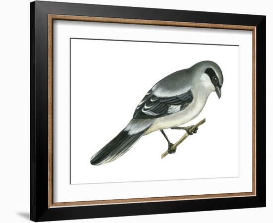 Loggerhead Shrike (Lanius Ludovicianus), Birds-Encyclopaedia Britannica-Framed Art Print