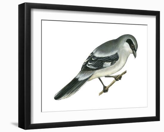 Loggerhead Shrike (Lanius Ludovicianus), Birds-Encyclopaedia Britannica-Framed Art Print