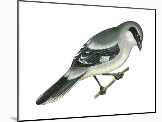 Loggerhead Shrike (Lanius Ludovicianus), Birds-Encyclopaedia Britannica-Mounted Art Print