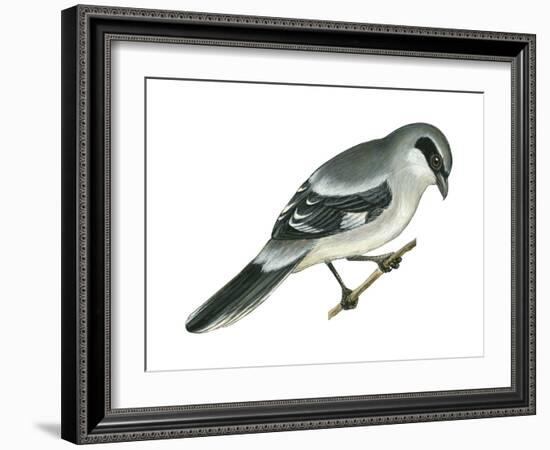 Loggerhead Shrike (Lanius Ludovicianus), Birds-Encyclopaedia Britannica-Framed Art Print