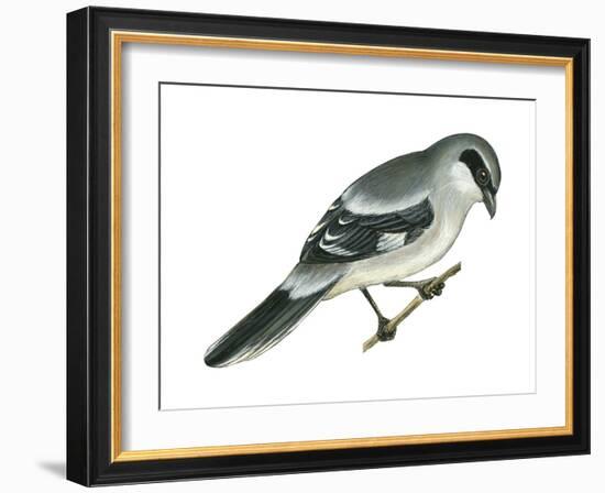 Loggerhead Shrike (Lanius Ludovicianus), Birds-Encyclopaedia Britannica-Framed Art Print