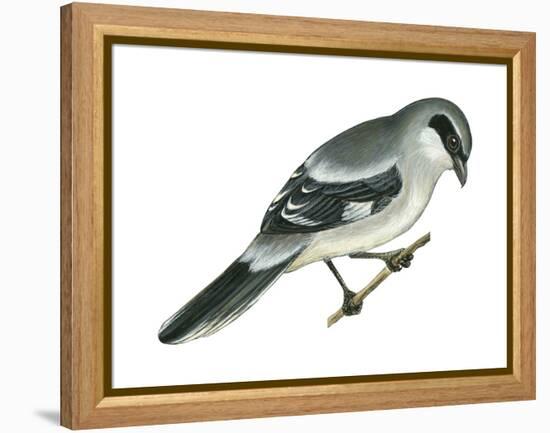 Loggerhead Shrike (Lanius Ludovicianus), Birds-Encyclopaedia Britannica-Framed Stretched Canvas